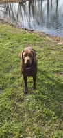 Bronco, a male Labrador Retriever for sale in Walnut Hill, IL – Photo 4 of 5