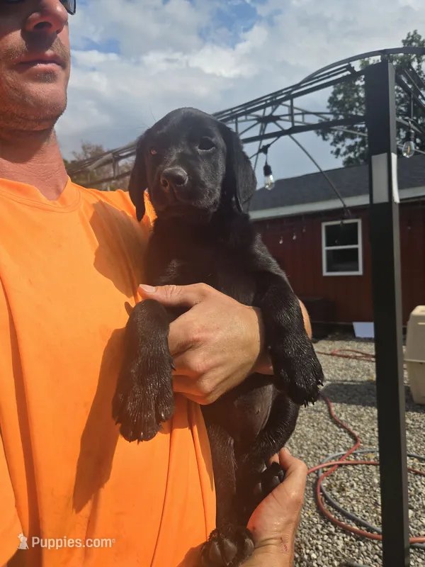 Shadow – Labrador Retriever puppy for sale in Walnut Hill, IL
