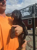 Shadow, a female Labrador Retriever for sale in Walnut Hill, IL – 1 of 2