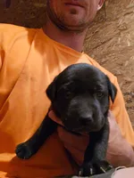 Saddie, a male Labrador Retriever for sale in Walnut Hill, IL – 10 of 10