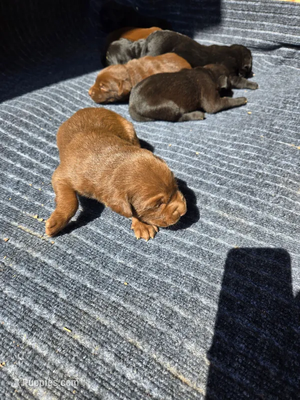 Bronco – Labrador Retriever puppy for sale in Walnut Hill, IL
