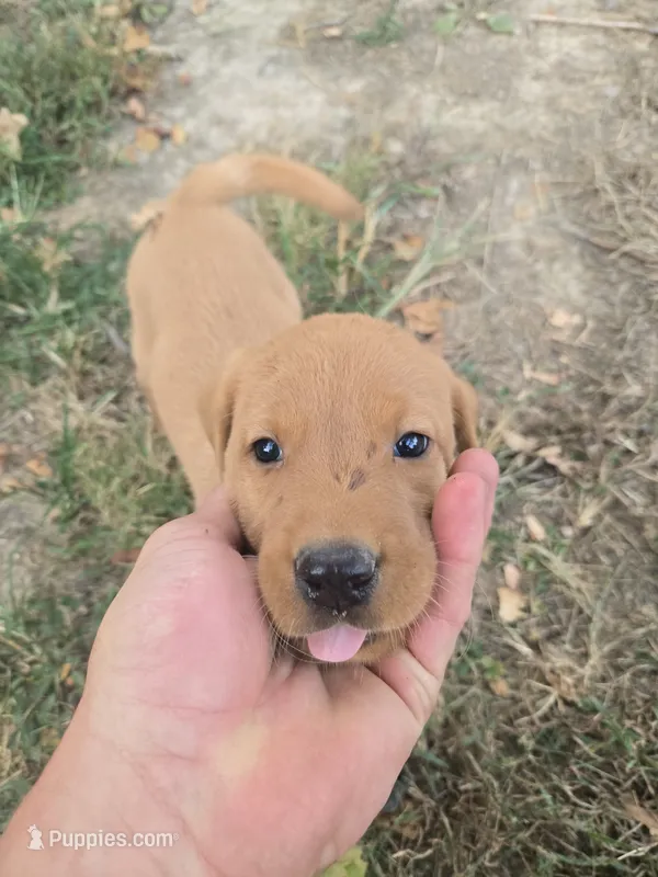 Red – Labrador Retriever puppy for sale in Walnut Hill, IL