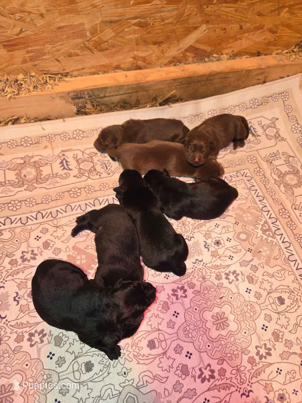Bronco – Labrador Retriever puppy for sale in Walnut Hill, IL