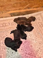 Bronco, a male Labrador Retriever for sale in Walnut Hill, IL – Photo 1 of 5