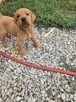 Honey, a female Labrador Retriever for sale in Walnut Hill, IL – 4 of 7