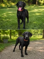 Rocky, a male Labrador Retriever for sale in Walnut Hill, IL – 1 of 3