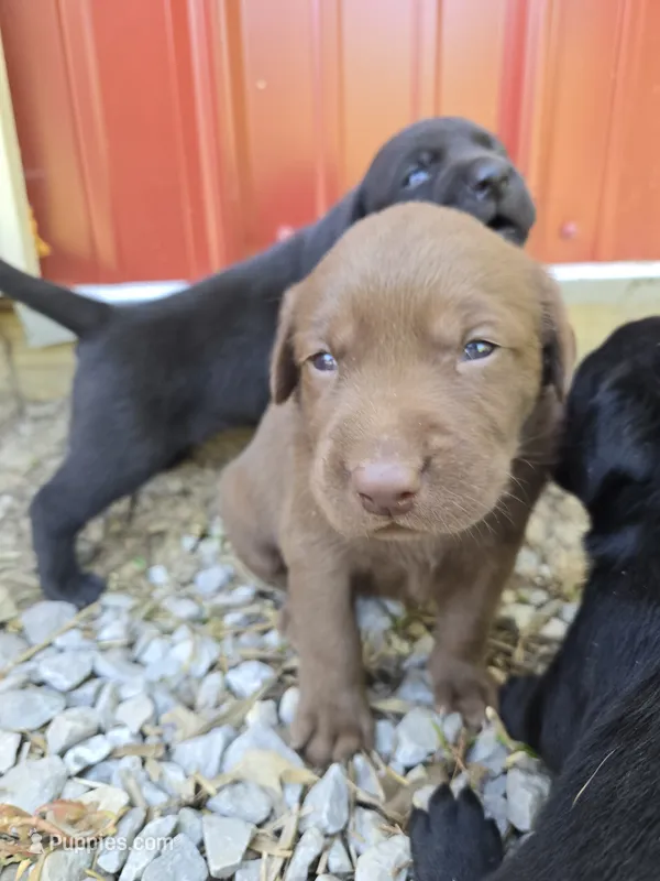 Trigger – Labrador Retriever puppy for sale in Walnut Hill, IL