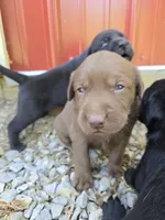 Trigger, a  Labrador Retriever for sale in Walnut Hill, IL – 1 of 6