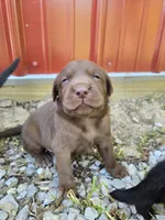 Trigger, a  Labrador Retriever for sale in Walnut Hill, IL – 4 of 6