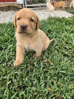 Honey, a female Labrador Retriever for sale in Walnut Hill, IL – 3 of 7