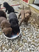 Trigger, a  Labrador Retriever for sale in Walnut Hill, IL – 5 of 6