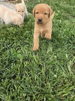Red, a male Labrador Retriever for sale in Walnut Hill, IL – 6 of 7