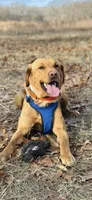 Trigger, a  Labrador Retriever for sale in Walnut Hill, IL – 2 of 6