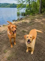 Bella, a female Labrador Retriever for sale in Walnut Hill, IL – 4 of 6