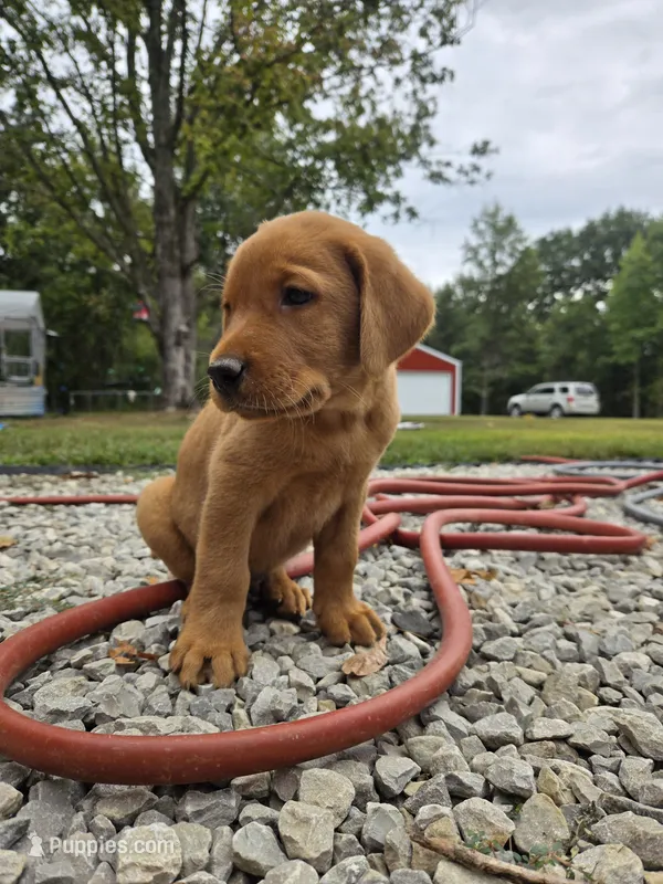 Honey – Labrador Retriever puppy for sale in Walnut Hill, IL