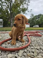 Honey, a female Labrador Retriever for sale in Walnut Hill, IL – 1 of 7