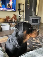 Rottweiler , a male Rottweiler for sale in Cave Junction, OR – 6 of 8