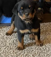 Rottweiler , a male Rottweiler for sale in Cave Junction, OR – 1 of 8