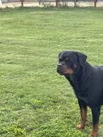 Rottweiler , a male Rottweiler for sale in Cave Junction, OR – 5 of 8