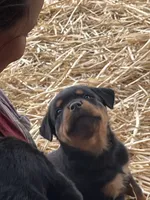 Rottweiler , a male Rottweiler for sale in Cave Junction, OR – 3 of 8