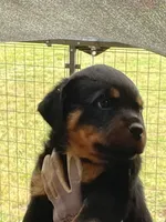 Rottweiler , a male Rottweiler for sale in Cave Junction, OR – 7 of 8