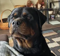 Rottweiler , a male Rottweiler for sale in Cave Junction, OR – 2 of 8