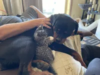 Rottweiler , a male Rottweiler for sale in Cave Junction, OR – 8 of 8