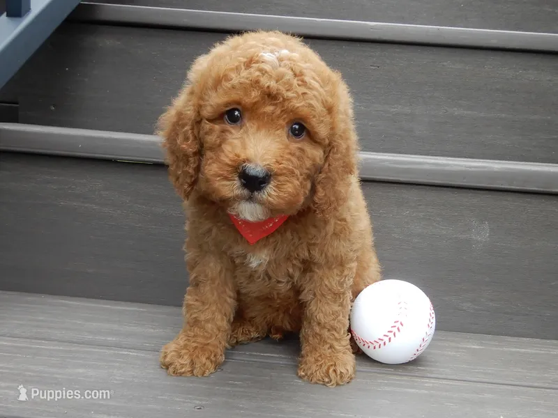 Louie – Miniature Goldendoodle puppy for sale in Berlin, OH