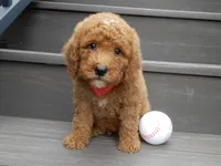 Louie, a male Miniature Goldendoodle for sale in Berlin, OH – 1 of 5
