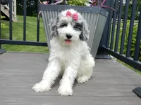 Willow, a female Sheepadoodle for sale in Berlin, OH – 3 of 7