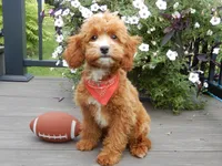 Bud, a male Cavapoo for sale in Berlin, OH – 4 of 6