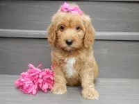Indy, a female Miniature Goldendoodle for sale in Berlin, OH – 2 of 6