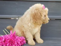 Penny (medium), a female Miniature Goldendoodle for sale in Berlin, OH – 3 of 7
