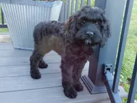 Jet, a male Cockapoo for sale in Berlin, OH – 4 of 10