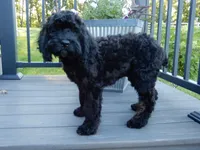 Jet, a male Cockapoo for sale in Berlin, OH – 3 of 10