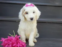 Daisy (medium), a female Miniature Goldendoodle for sale in Berlin, OH – 2 of 6