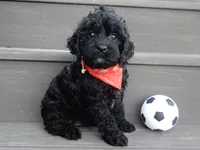 Jet, a male Cockapoo for sale in Berlin, OH – 4 of 9