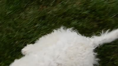 Princess-MEDIUM SIZE, a female Goldendoodle for sale in Berlin, OH – 6 of 6