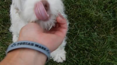 Maci, a female Cockapoo for sale in Berlin, OH – 7 of 7