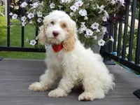 Lucky, a male Cockapoo for sale in Berlin, OH – 1 of 5