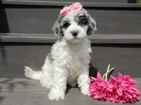 Willow, a female Sheepadoodle for sale in Berlin, OH – 6 of 9