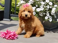 Abby, a female Miniature Goldendoodle for sale in Berlin, OH – 3 of 7