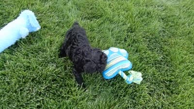 Jet, a male Cockapoo for sale in Berlin, OH – 9 of 9