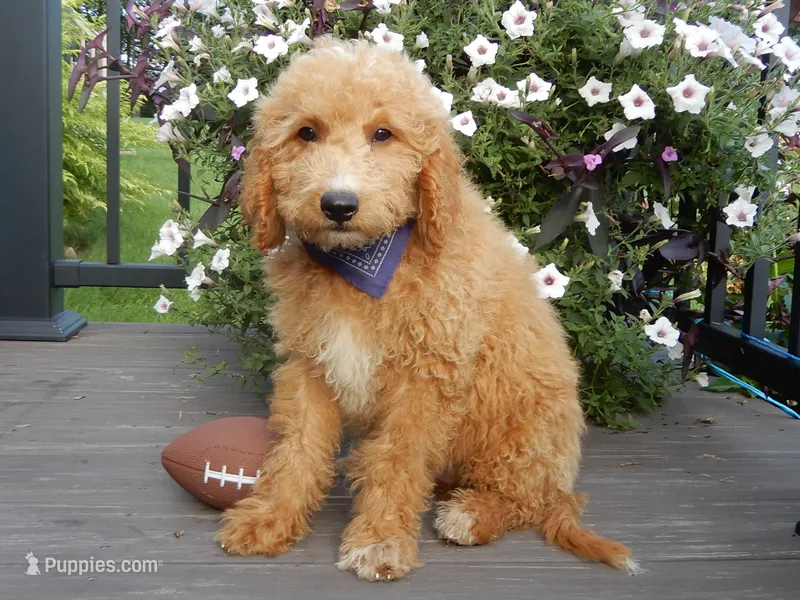 Mason (medium) – Miniature Goldendoodle puppy for sale in Berlin, OH