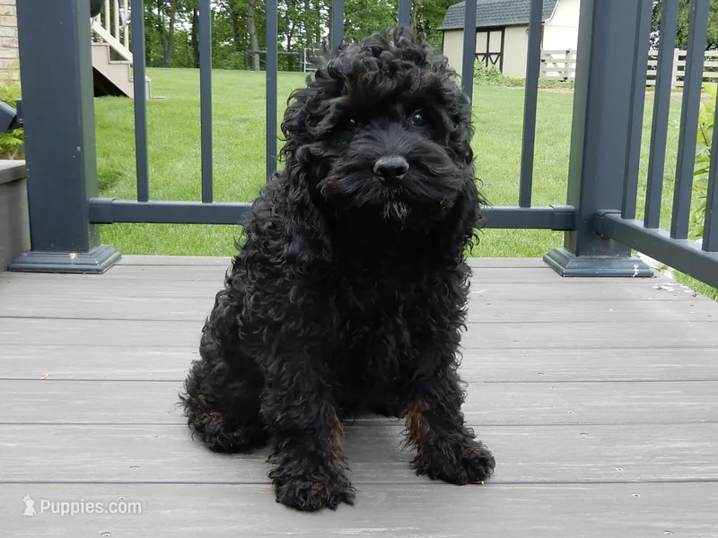 Smokey – Cockapoo puppy for sale in Berlin, OH