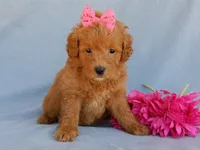 Abby, a female Miniature Goldendoodle for sale in Berlin, OH – 2 of 5
