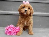 Buttons, a female Cavapoo for sale in Berlin, OH – 4 of 6