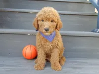 Theo (medium), a male Miniature Goldendoodle for sale in Berlin, OH – 5 of 5