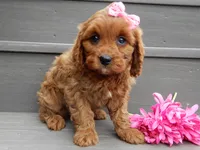 Ginger, a female Cavapoo for sale in Berlin, OH – 4 of 7