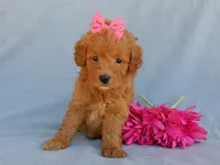 Abby, a female Miniature Goldendoodle for sale in Berlin, OH – 5 of 5